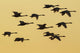 Trumpeter Swans Take to Wall Decal