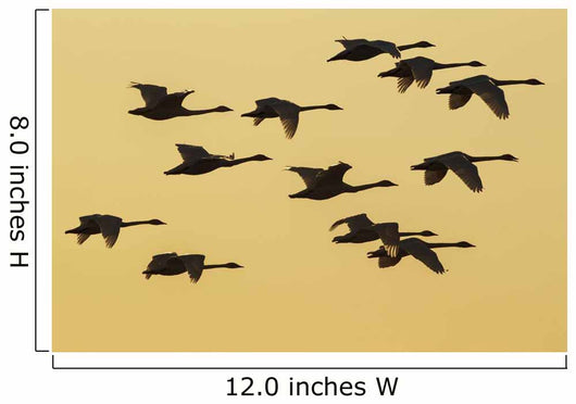 Trumpeter Swans Take to Wall Decal