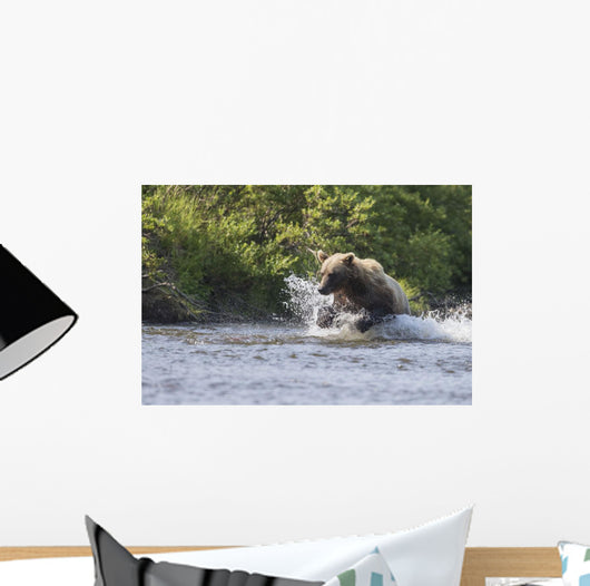 A Brown Bear Chases Sockeye Salmon Wall Mural
