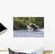 A Brown Bear Chases Sockeye Salmon Wall Mural