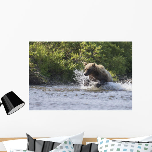 A Brown Bear Chases Sockeye Salmon Wall Mural