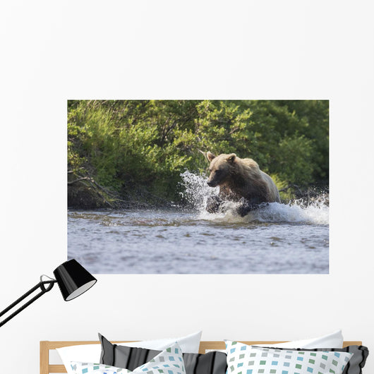 A Brown Bear Chases Sockeye Salmon Wall Mural