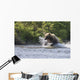 A Brown Bear Chases Sockeye Salmon Wall Mural