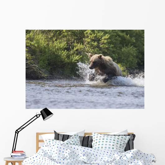 A Brown Bear Chases Sockeye Salmon Wall Mural