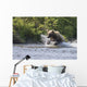 A Brown Bear Chases Sockeye Salmon Wall Mural