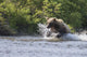 A Brown Bear Chases Sockeye Salmon Wall Mural