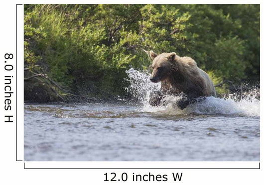 A Brown Bear Chases Sockeye Salmon Wall Mural
