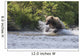 A Brown Bear Chases Sockeye Salmon Wall Mural