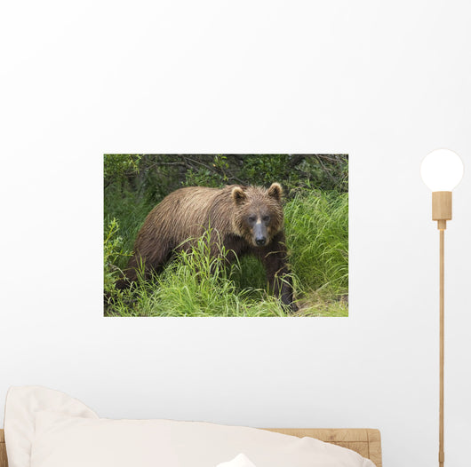 Watching For A Potential Salmon Dinner A Brown Bear Fishes Wall Mural