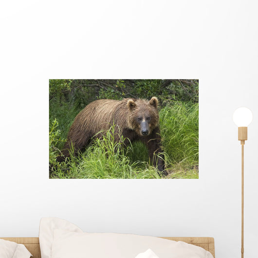 Watching For A Potential Salmon Dinner A Brown Bear Fishes Wall Mural