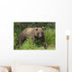 Watching For A Potential Salmon Dinner A Brown Bear Fishes Wall Mural