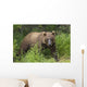 Watching For A Potential Salmon Dinner A Brown Bear Fishes Wall Mural