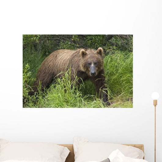 Watching For A Potential Salmon Dinner A Brown Bear Fishes Wall Mural