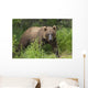 Watching For A Potential Salmon Dinner A Brown Bear Fishes Wall Mural