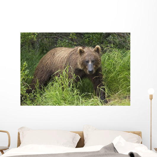 Watching For A Potential Salmon Dinner A Brown Bear Fishes Wall Mural