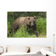 Watching For A Potential Salmon Dinner A Brown Bear Fishes Wall Mural