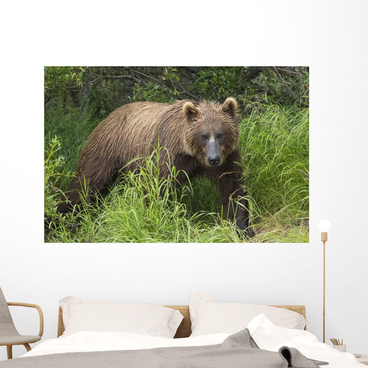 Watching For A Potential Salmon Dinner A Brown Bear Fishes Wall Mural