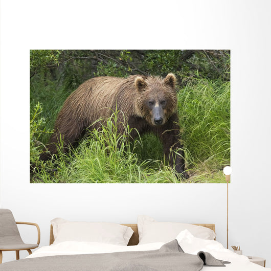 Watching For A Potential Salmon Dinner A Brown Bear Fishes Wall Mural
