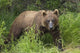 Watching For A Potential Salmon Dinner A Brown Bear Fishes Wall Mural