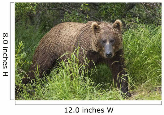 Watching For A Potential Salmon Dinner A Brown Bear Fishes Wall Mural