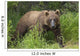 Watching For A Potential Salmon Dinner A Brown Bear Fishes Wall Mural