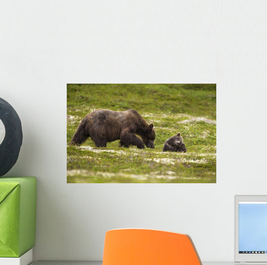 A Brown Bear Cub Plays Wall Mural