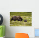 A Brown Bear Cub Plays Wall Mural