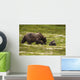 A Brown Bear Cub Plays Wall Mural