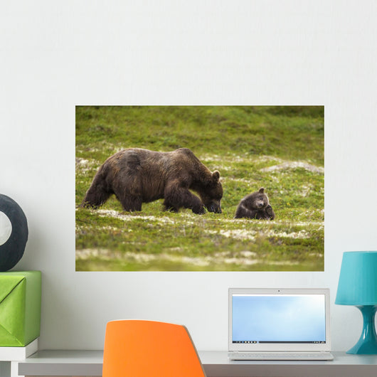 A Brown Bear Cub Plays Wall Mural