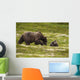 A Brown Bear Cub Plays Wall Mural