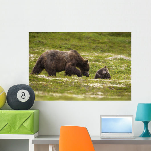 A Brown Bear Cub Plays Wall Mural
