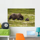 A Brown Bear Cub Plays Wall Mural