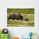 A Brown Bear Cub Plays Wall Mural