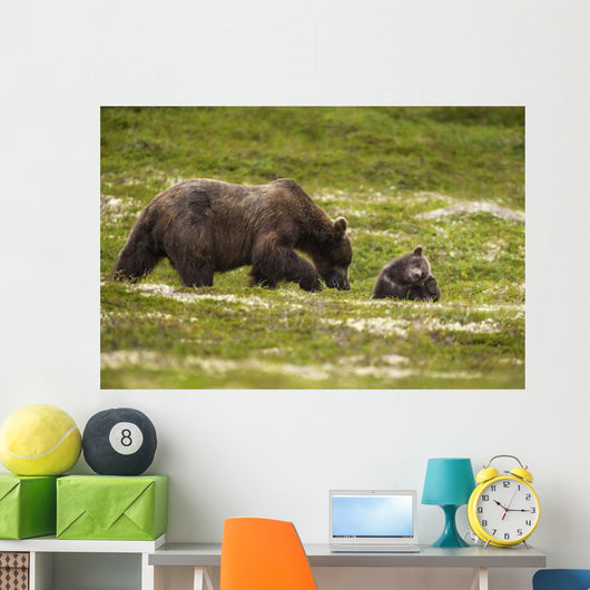 A Brown Bear Cub Plays Wall Mural