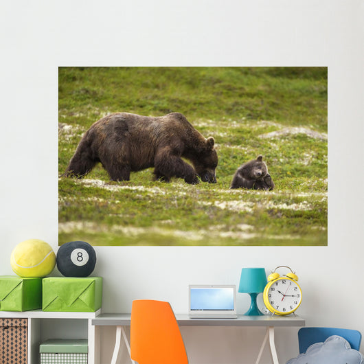 A Brown Bear Cub Plays Wall Mural
