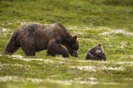 A Brown Bear Cub Plays Wall Mural
