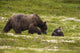 A Brown Bear Cub Plays Wall Mural