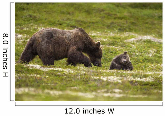 A Brown Bear Cub Plays Wall Mural