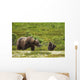 A Brown Bear Cub Plays Wall Mural