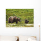 A Brown Bear Cub Plays Wall Mural