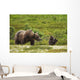 A Brown Bear Cub Plays Wall Mural