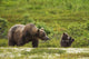 A Brown Bear Cub Plays Wall Mural