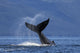 On A Sunny Morning A Humpback Whale Lays Wall Mural