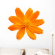 Cosmos and daisy flowers isolated Wall Decal