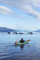 A Sea Kayaker Watches As A Group Of Humpback Whales Lift Their Flukes Wall Mural