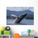 Humpback Whale Breaches as Wall Decal 5