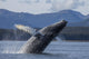 Humpback Whale Breaches as Wall Decal 5