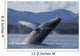 Humpback Whale Breaches as Wall Decal 5