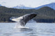 Humpback Whale Breaches as Wall Decal 4