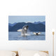 Humpback Whale Breaches as Wall Decal 3